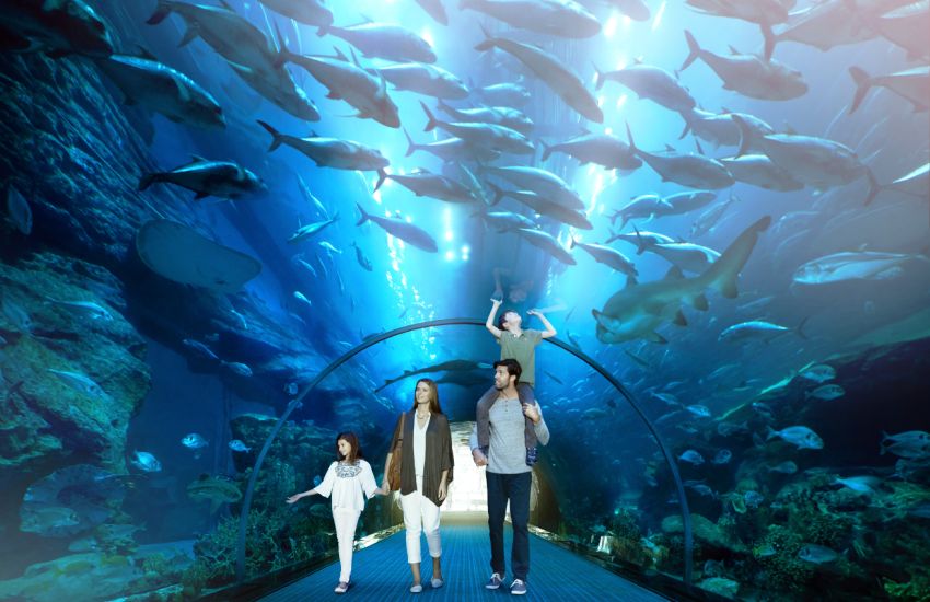 Activity Image - Dubai Aquarium and Underwater Zoo_65a2b4dd053fa.jpg